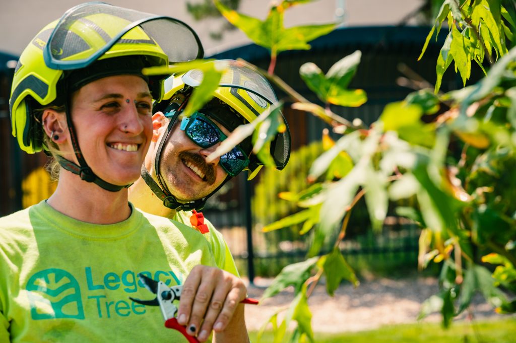 two tree trimming experts looking at a branch