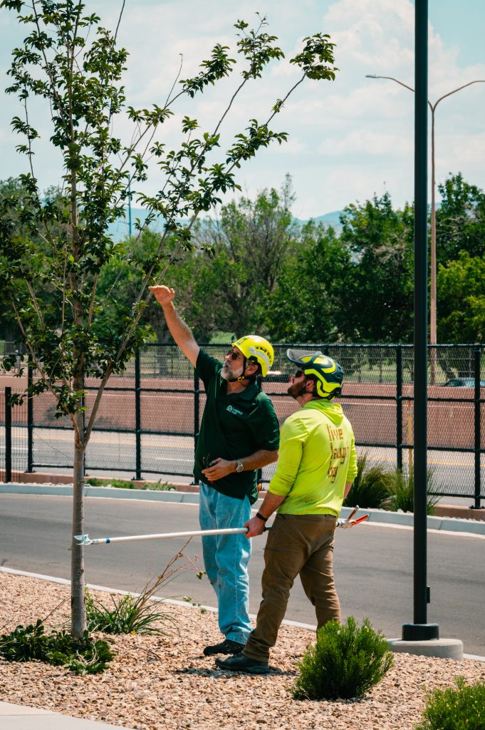 two arborists getting ready to trim a tree