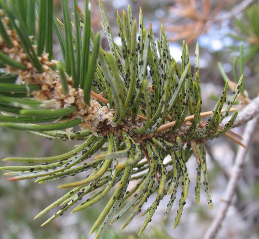 pinyon needle scale jv 10 04