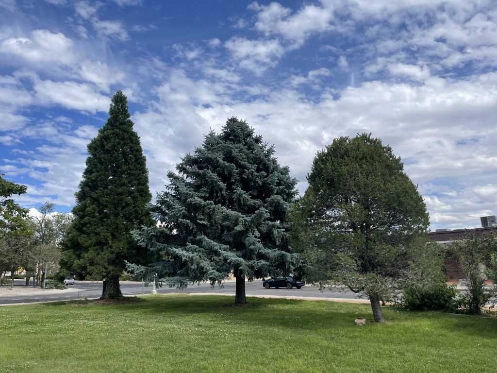 Three tree that are part of Landscape Design in Albuquerque