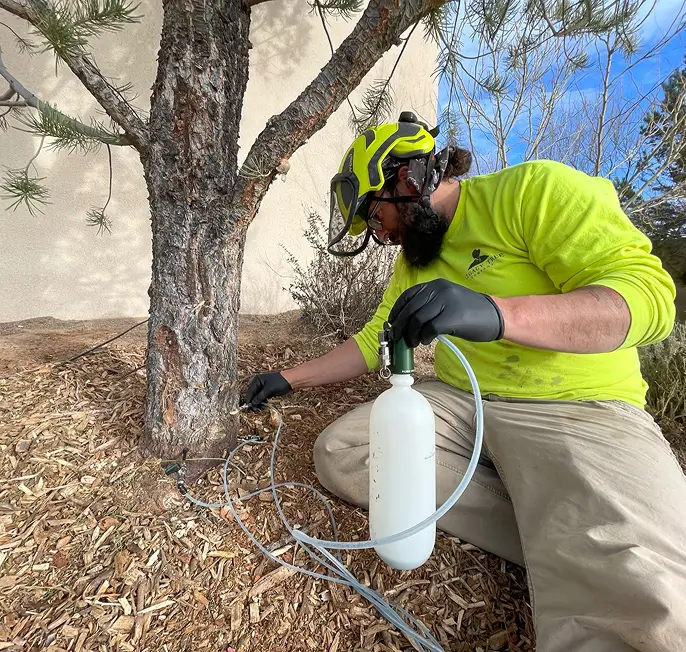 arborist doing tree disease treatment in New Mexico