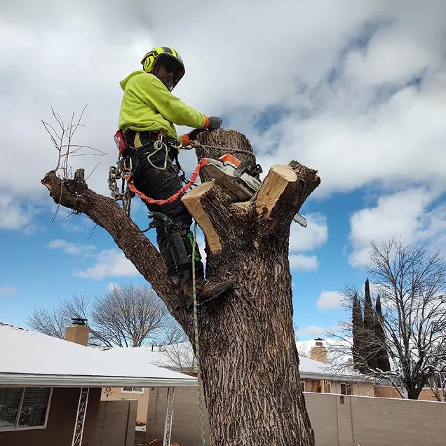 arborist in a tree in Albuquerque finishing with chainsaw