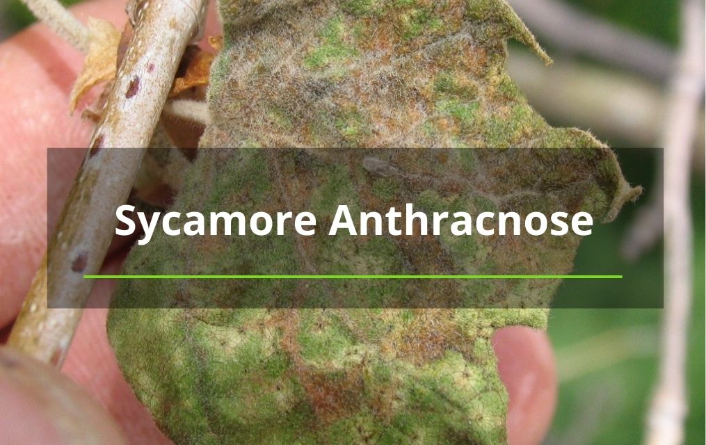 Sycamore Anthracnose near tree trimming company in new mexico