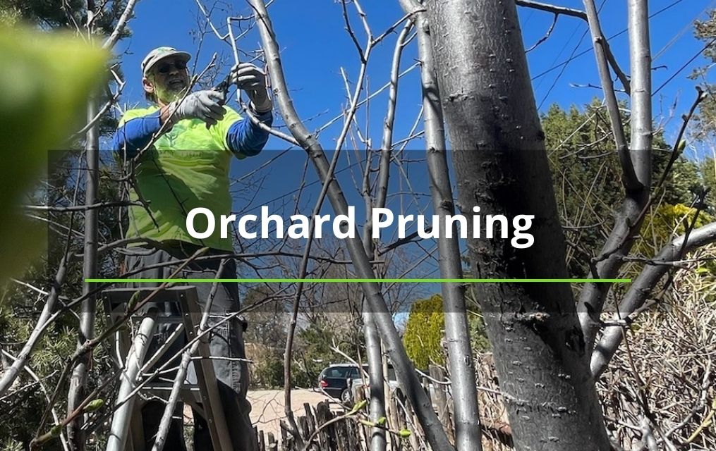 orchard tree pruning Albuquerque