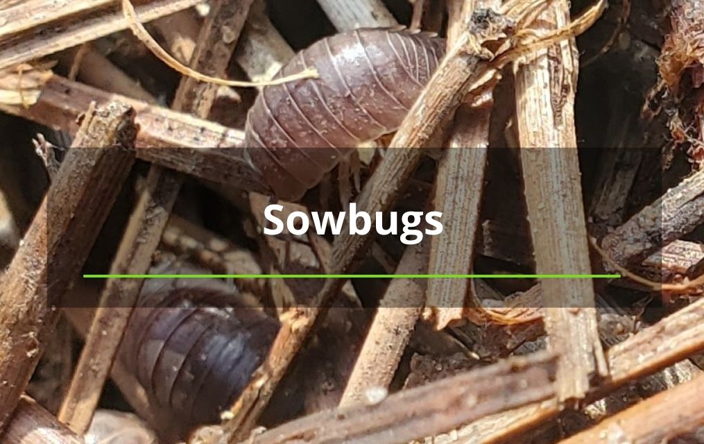 sowbugs in tree mulch new mexico