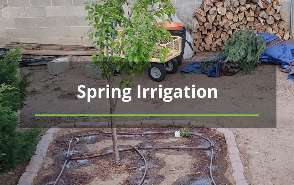 spring irrigation ABQ tree services