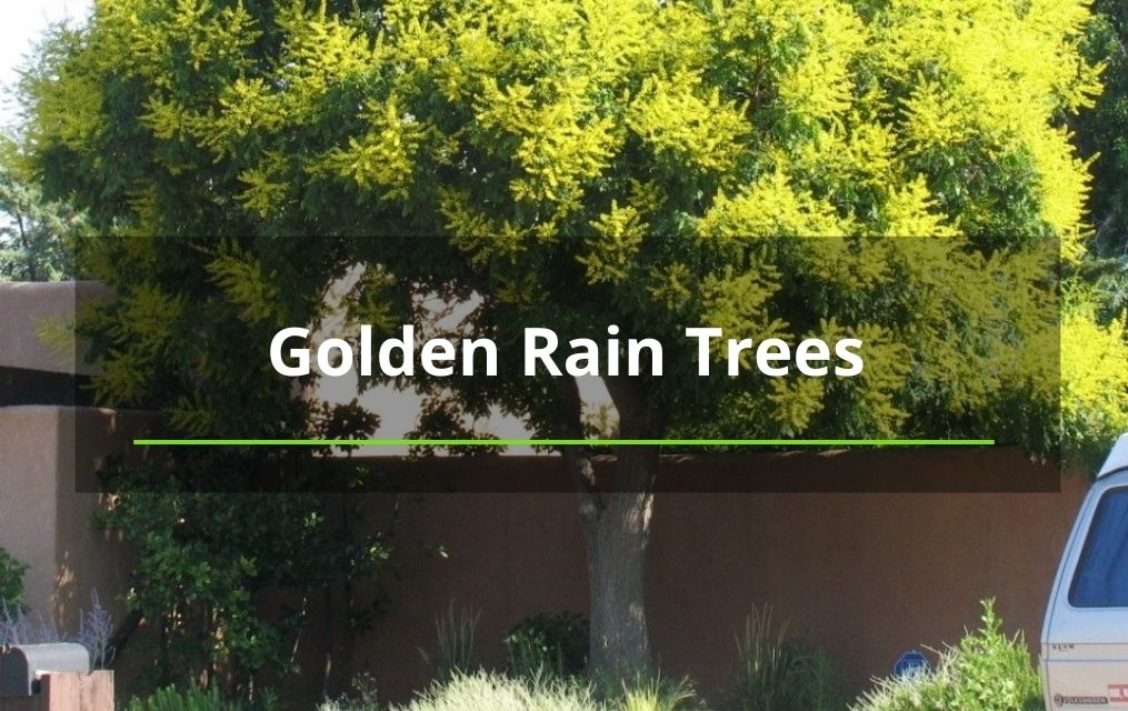 golden rain tree in new mexico for a tree service company