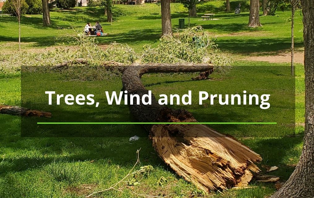 wind damaged Tree at park in NM