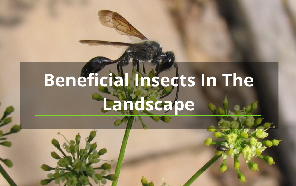 beneficial insects landscape ABQ tree removal