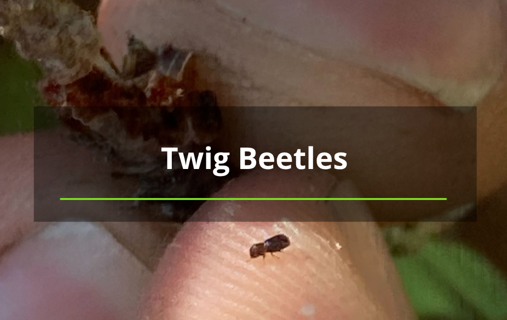 twig beetles for tree removal service