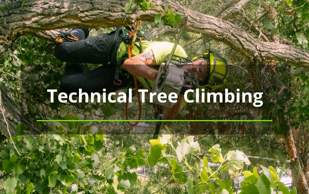 technical tree climbing new Mexico tree services