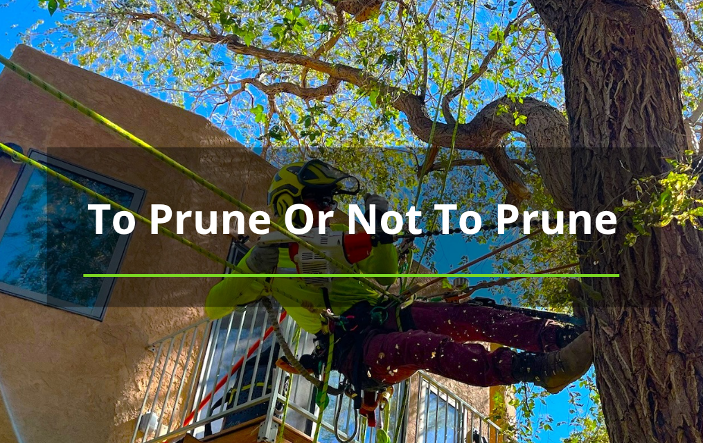 man pruning tree in Albuquerque tree service