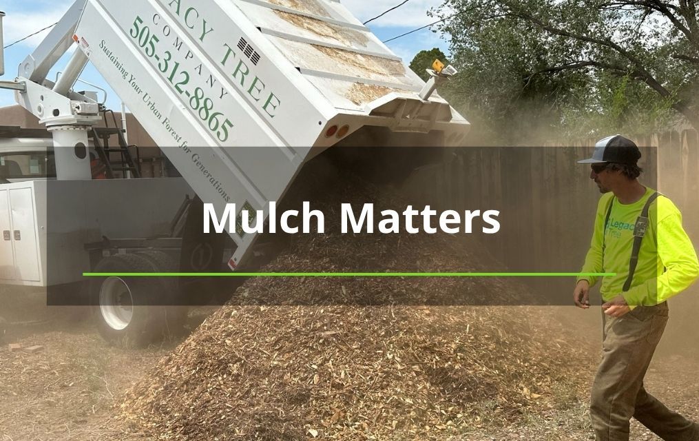 Mulch truck Albuquerque tree removal pruning (4)