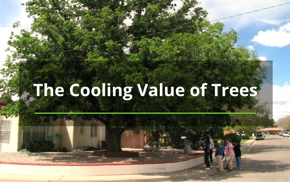 the cooling value of trees Albuquerque tree removal