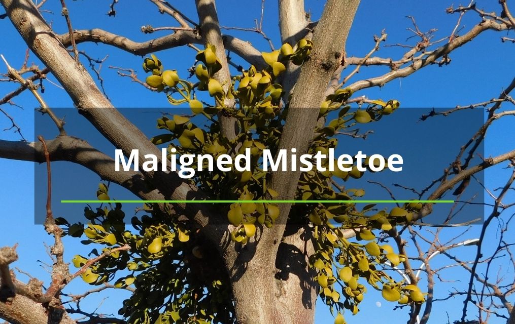 mistletoe in tree