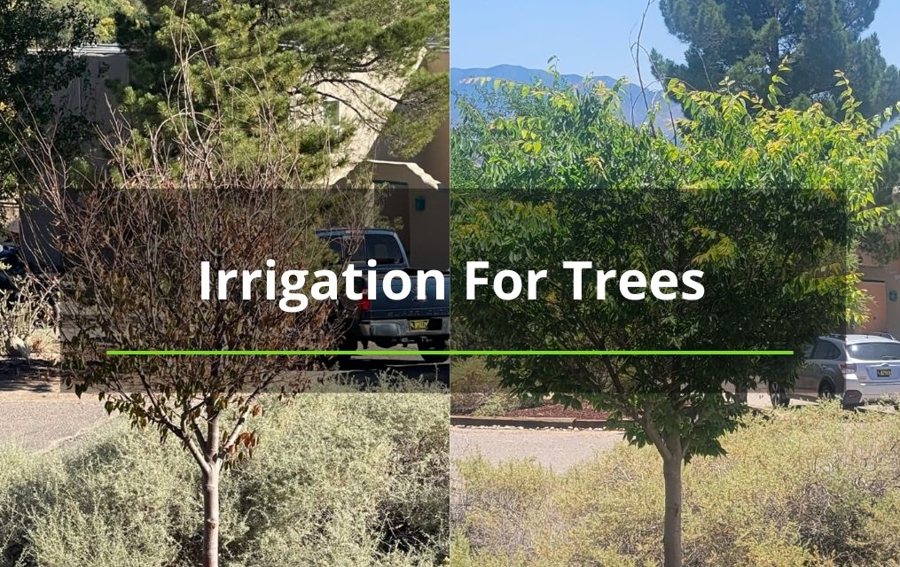 irrigation for trees in NM