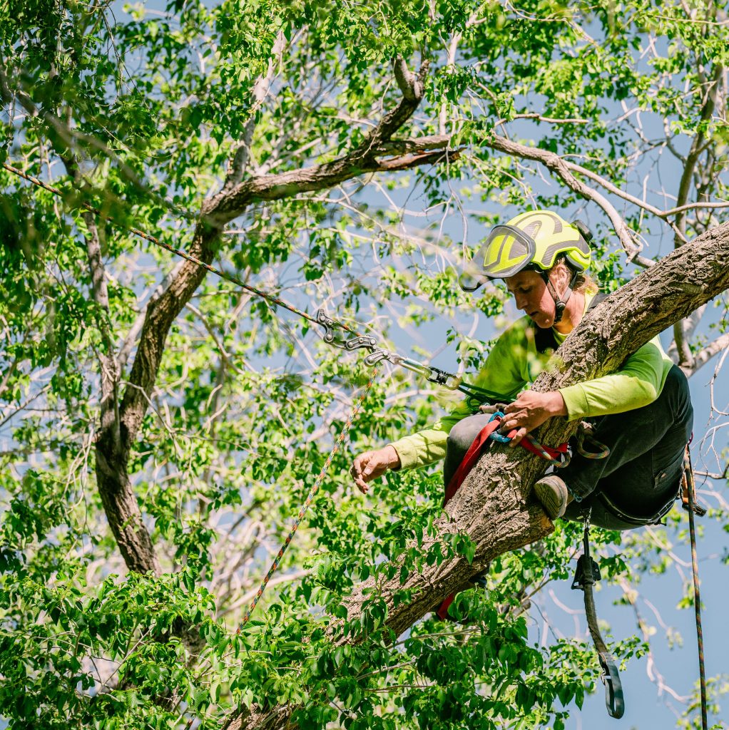 arborist in a tree doing cabling