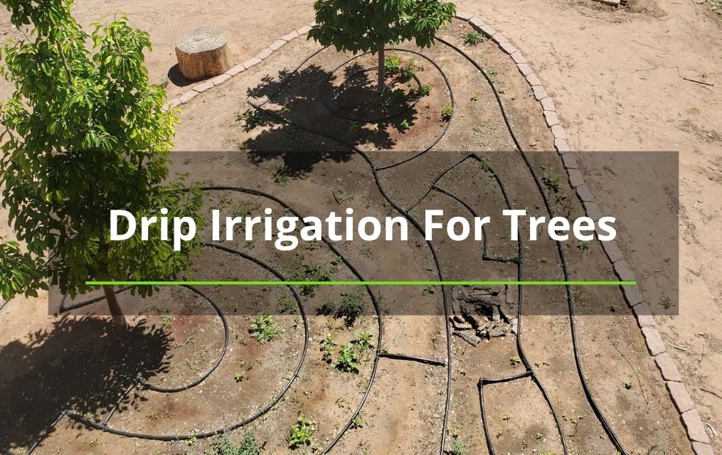 drip irrigation for trees Albuquerque tree removal (1)