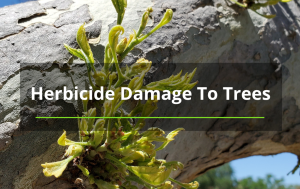 herbicide damage to tree Albuquerque tree service