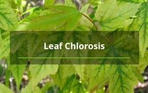 Leaf chlorosis Albuquerque tree removal