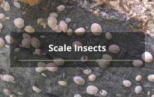 scale insects for tree removal service