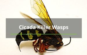 Albuquerque tree removal cicada killer wasp