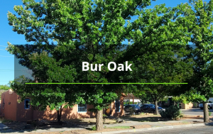 bur oak tree removal service abq