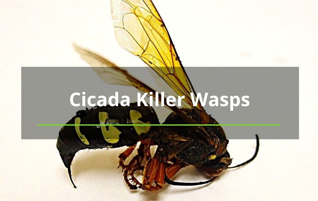 Albuquerque tree removal cicada killer wasp