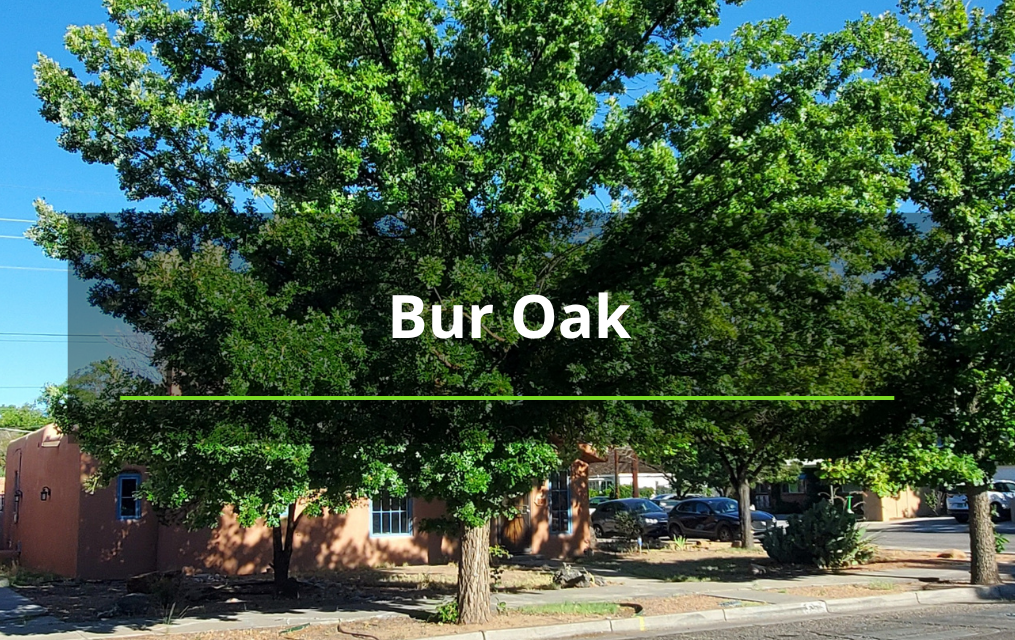 bur oak tree removal service abq