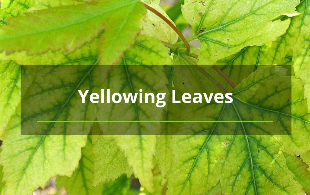 yellowing leaves Albuquerque tree removal