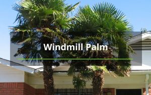 windmill palm trees Albuquerque tree removal