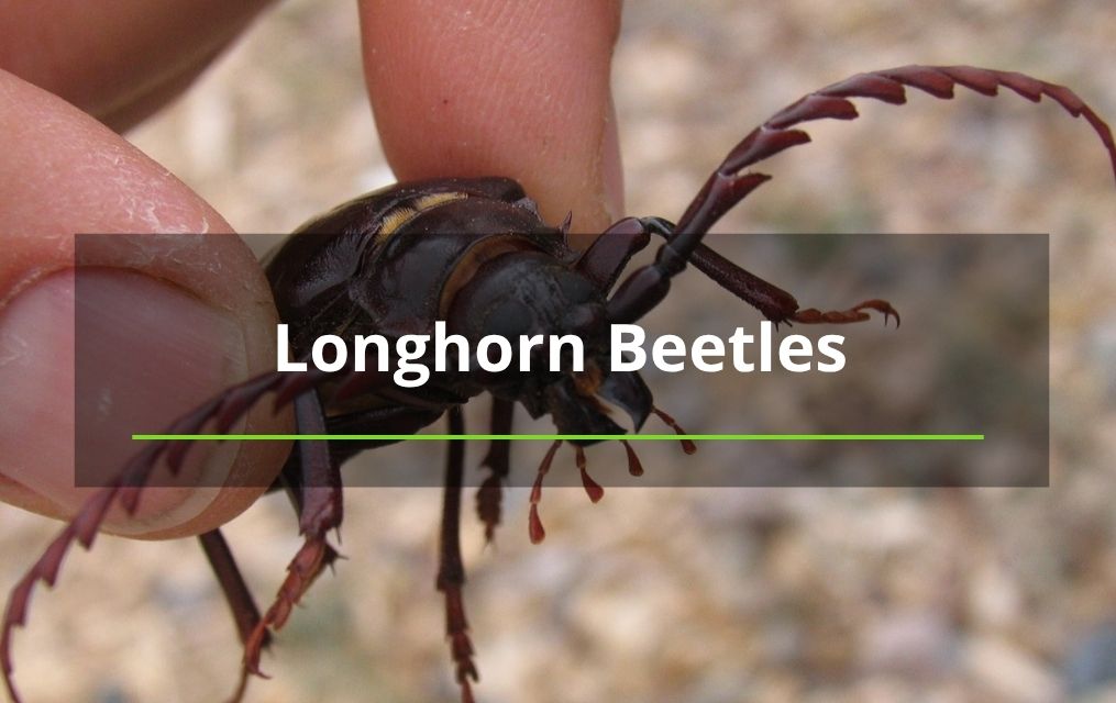 longhorn beetle in Albuquerque