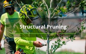 woman pruning a tree Albuquerque tree removal