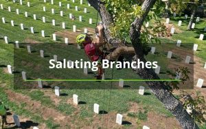 arborist in tree above graveyard in Albuquerque