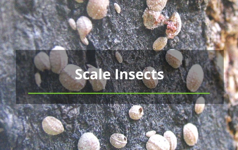 Scale insects on tree bark