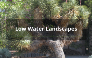 Low Water Landscapes tree services