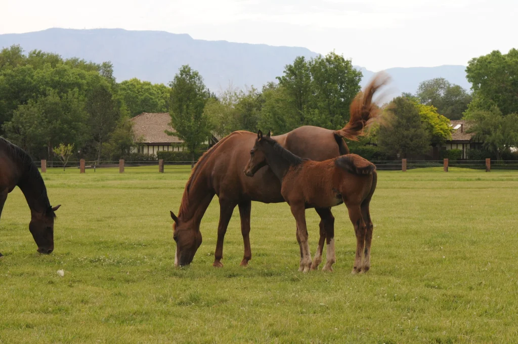 two horses in Los Ranchos de Albuquerque