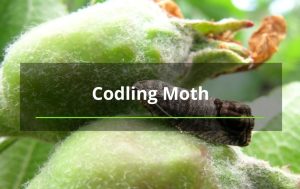 codling moth tree service NM