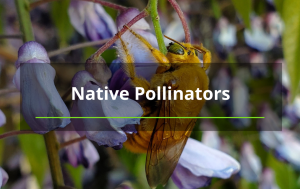 native pollinators tree services