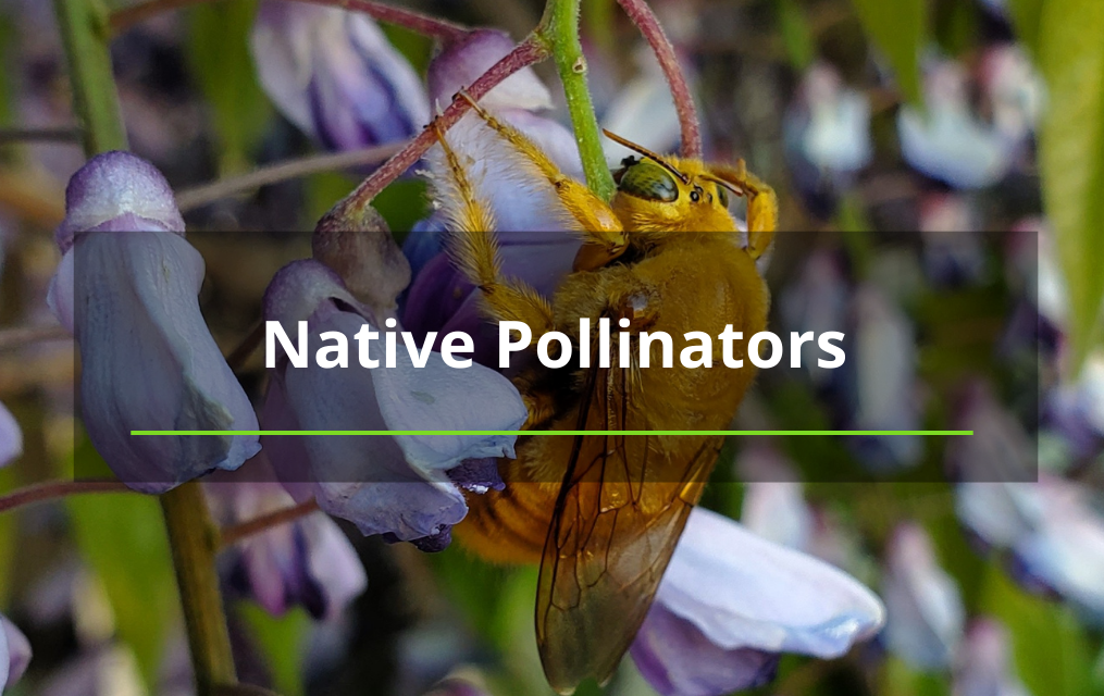 native pollinators tree services