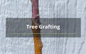 tree grafting tree services