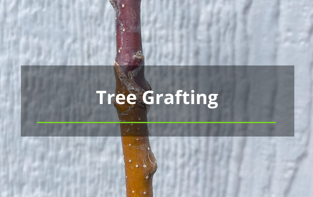 tree grafting tree services