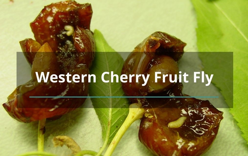 Western Cherry Fruit Fly