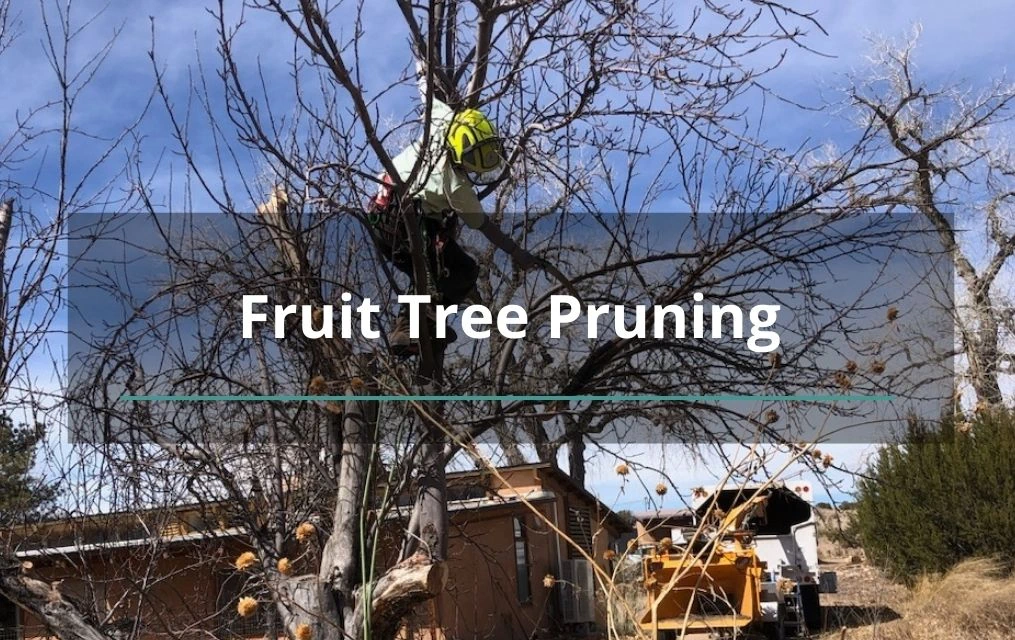 fruit tree pruning tree services