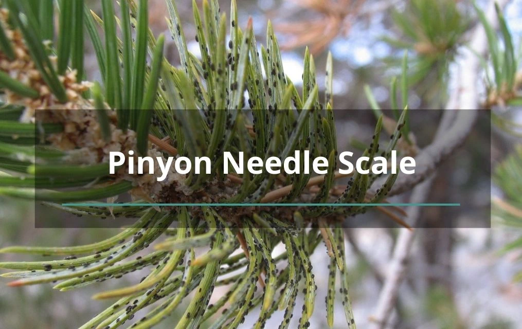 pinyon needle scale tree services