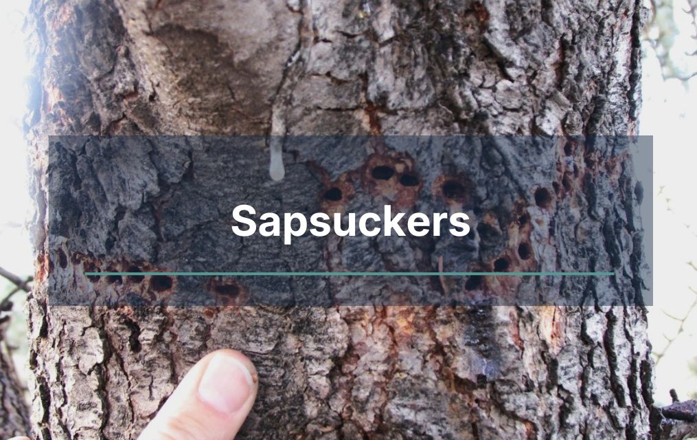 Sapsuckers leaving holes in trees