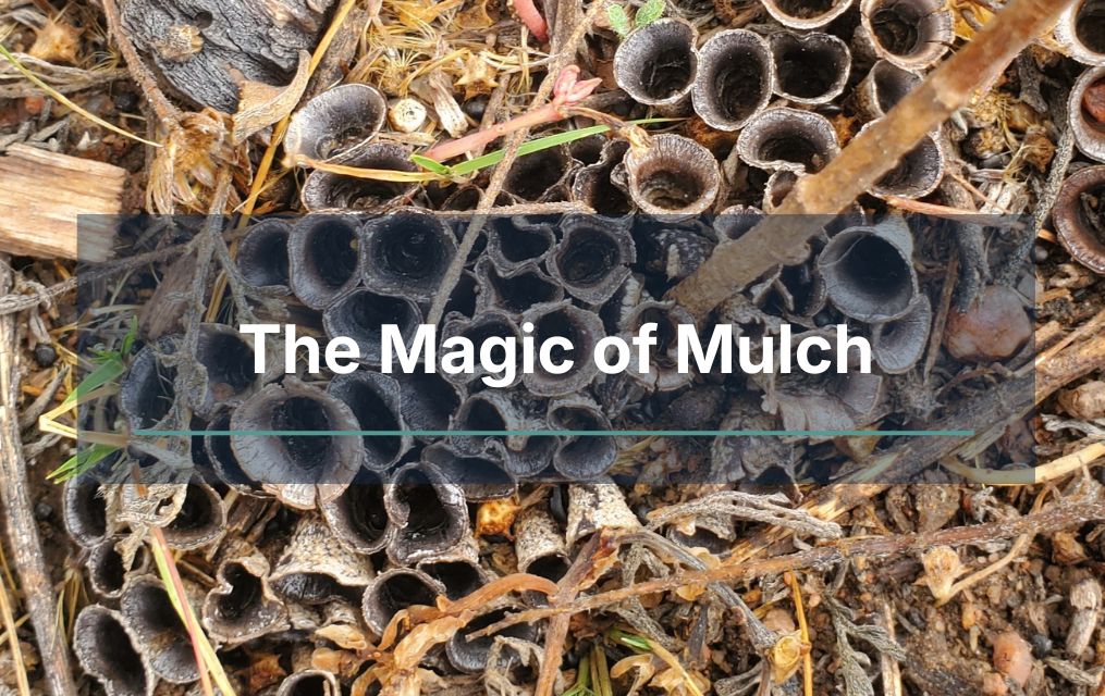 the magic of mulch and tress services