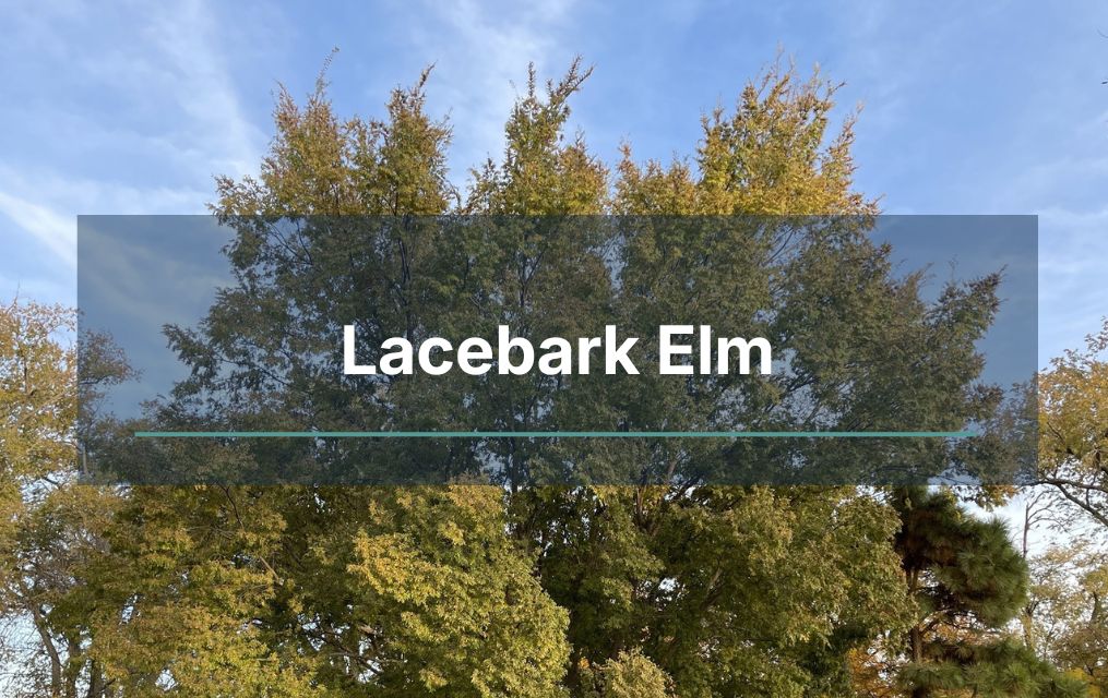 lacebark elm