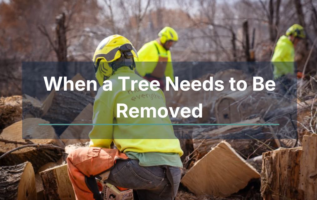 When a Tree Needs to Be Removed