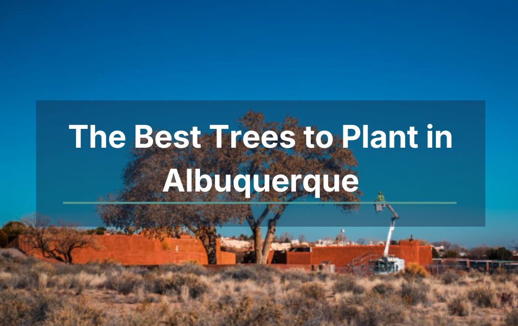 best trees to plant in Albuquerque
